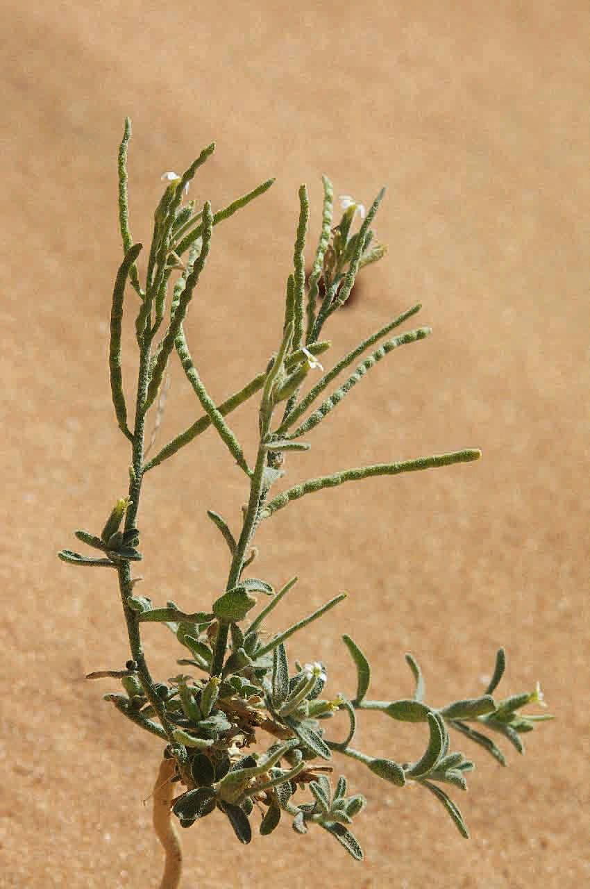 Eremobium egyptské