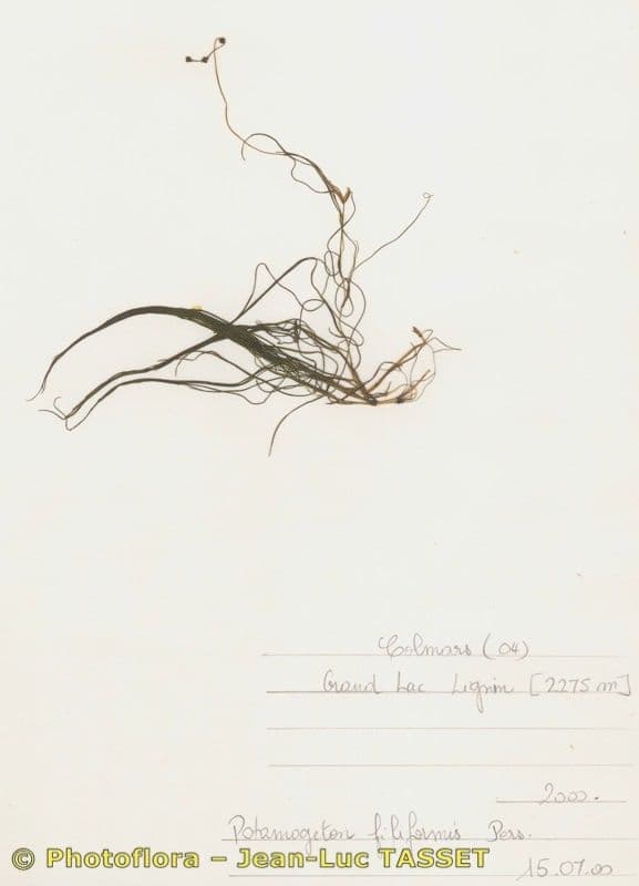 Brasca filiforme