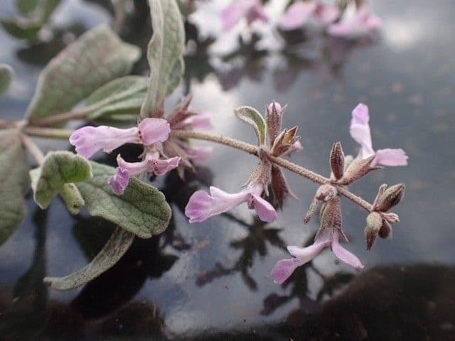 Ragnička 2