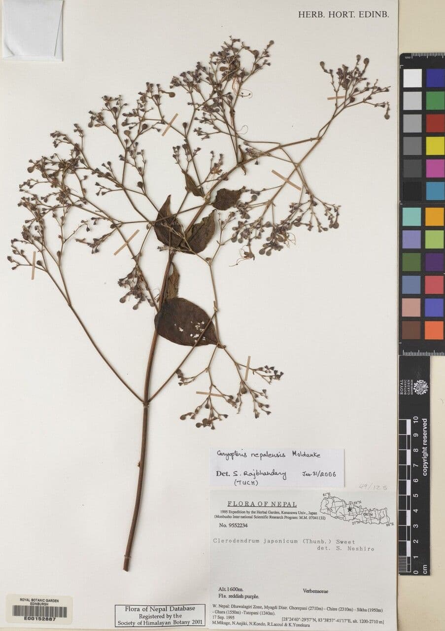 Discretitheca