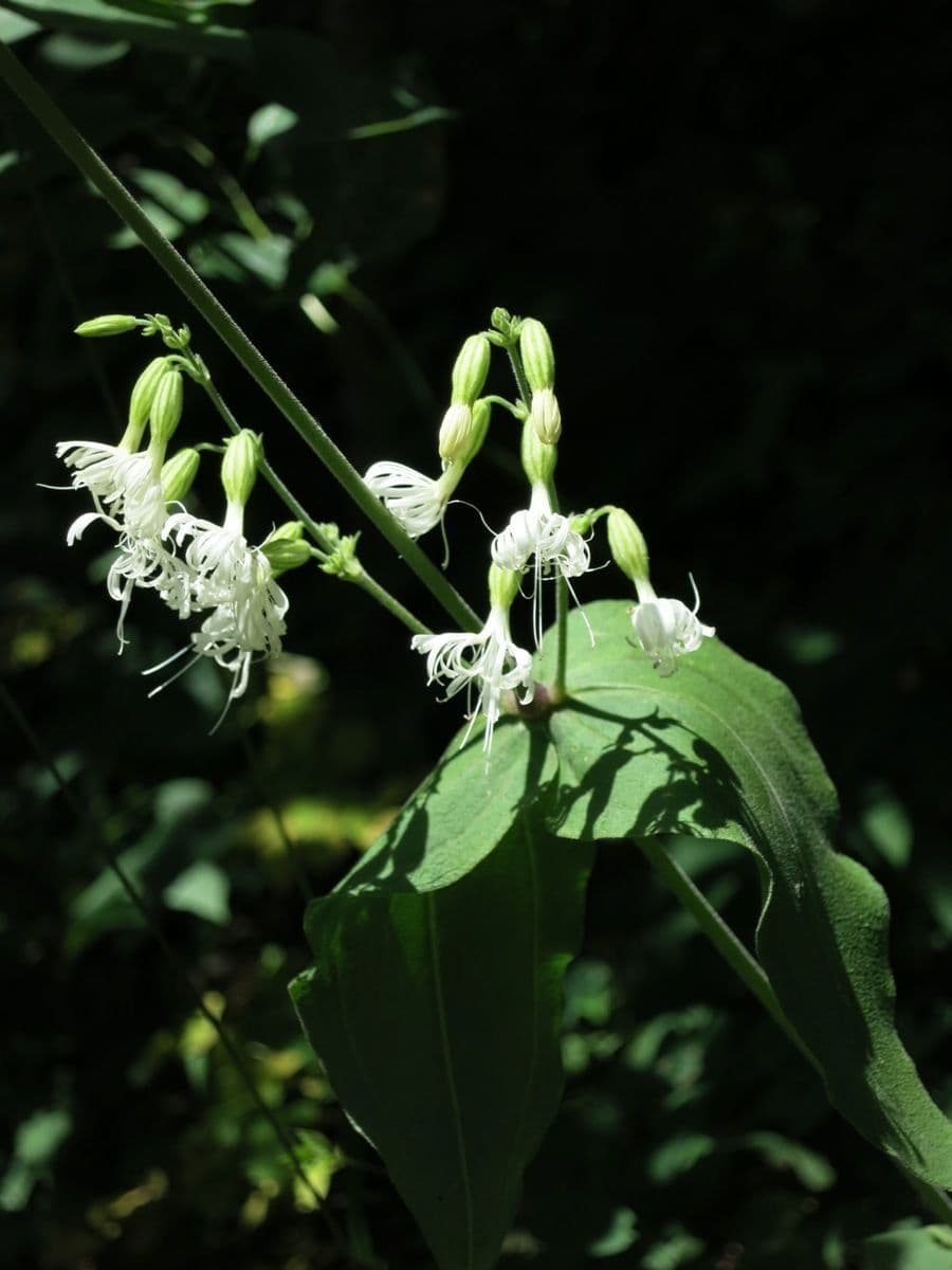 Silene ovata 3