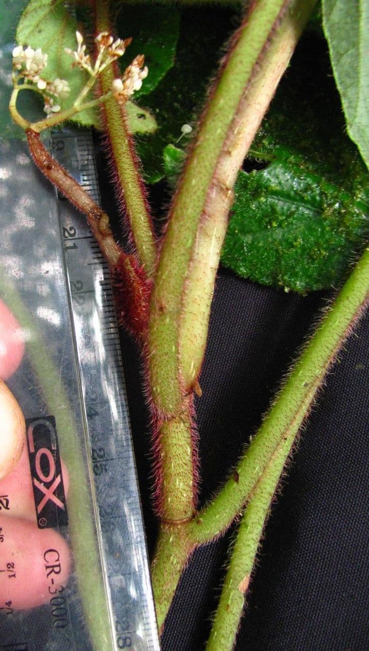 Begonia 12