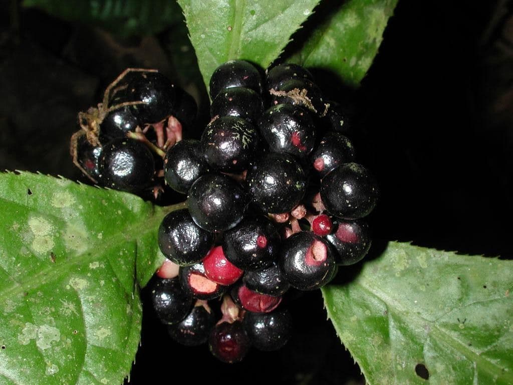 Ardisie 3