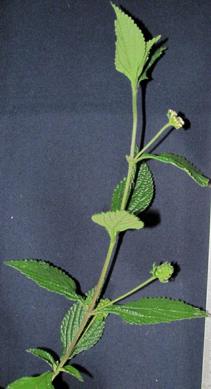 Lantana áspera 4