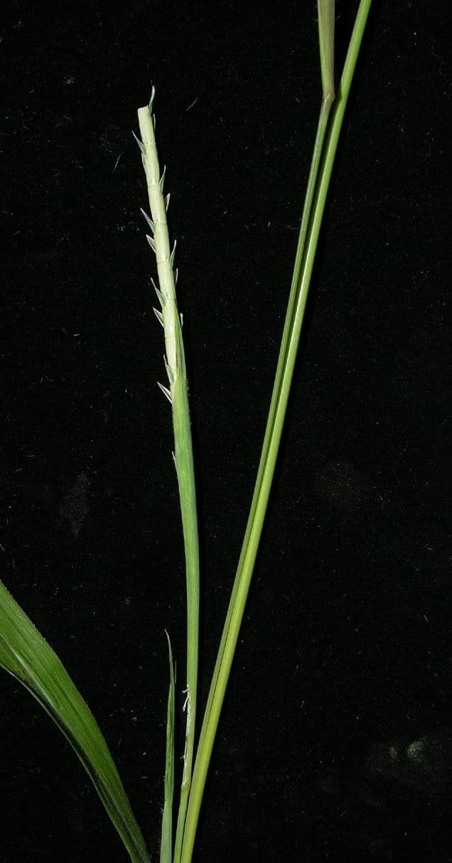 Rottboellia 18