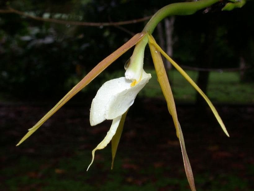 Orchidée nocturne 4
