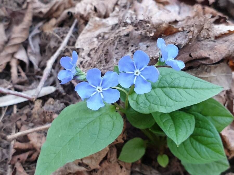 Omphalodes verna 3