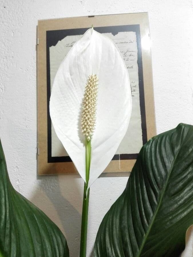 Spathiphyllum cochlearispathum