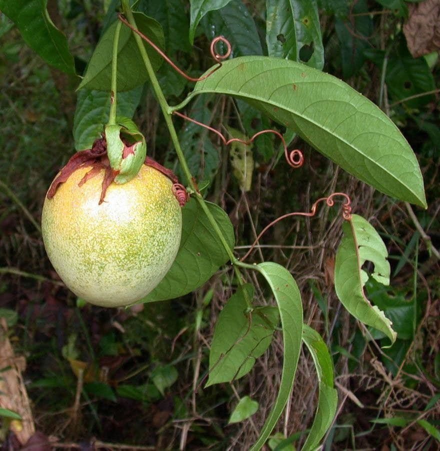 Passiflora lucida 4