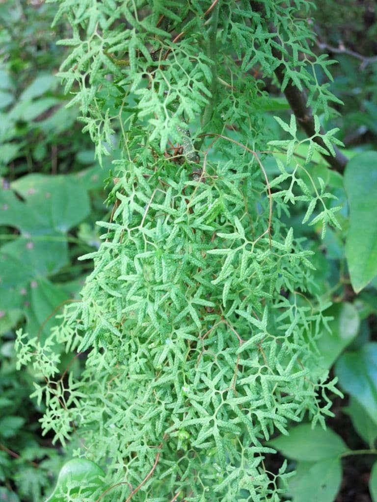 Lygodium palmato 3