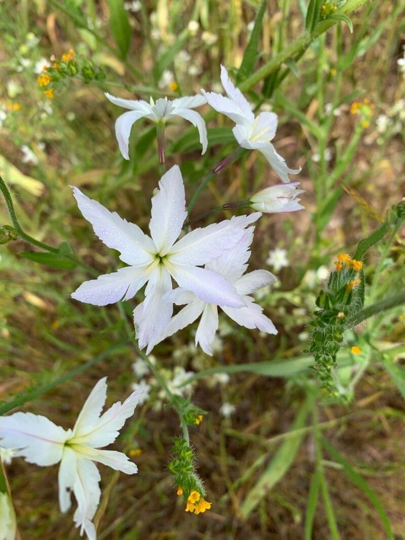 Leucocoryne vittata