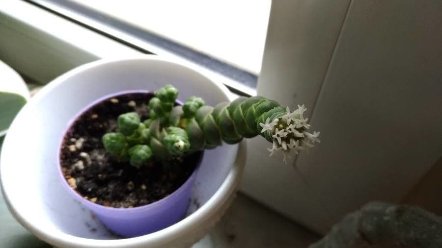 Crassula 2