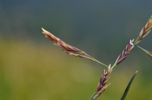 Andelgras 4