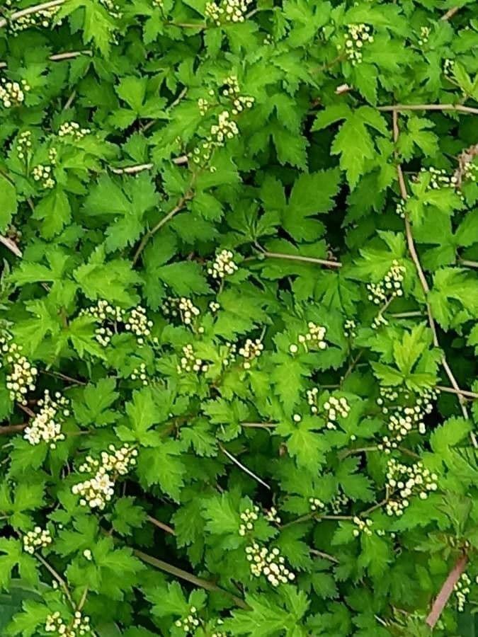 Neillia incisa 2