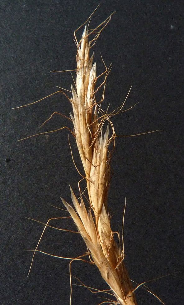 Bromus squarrosus 27