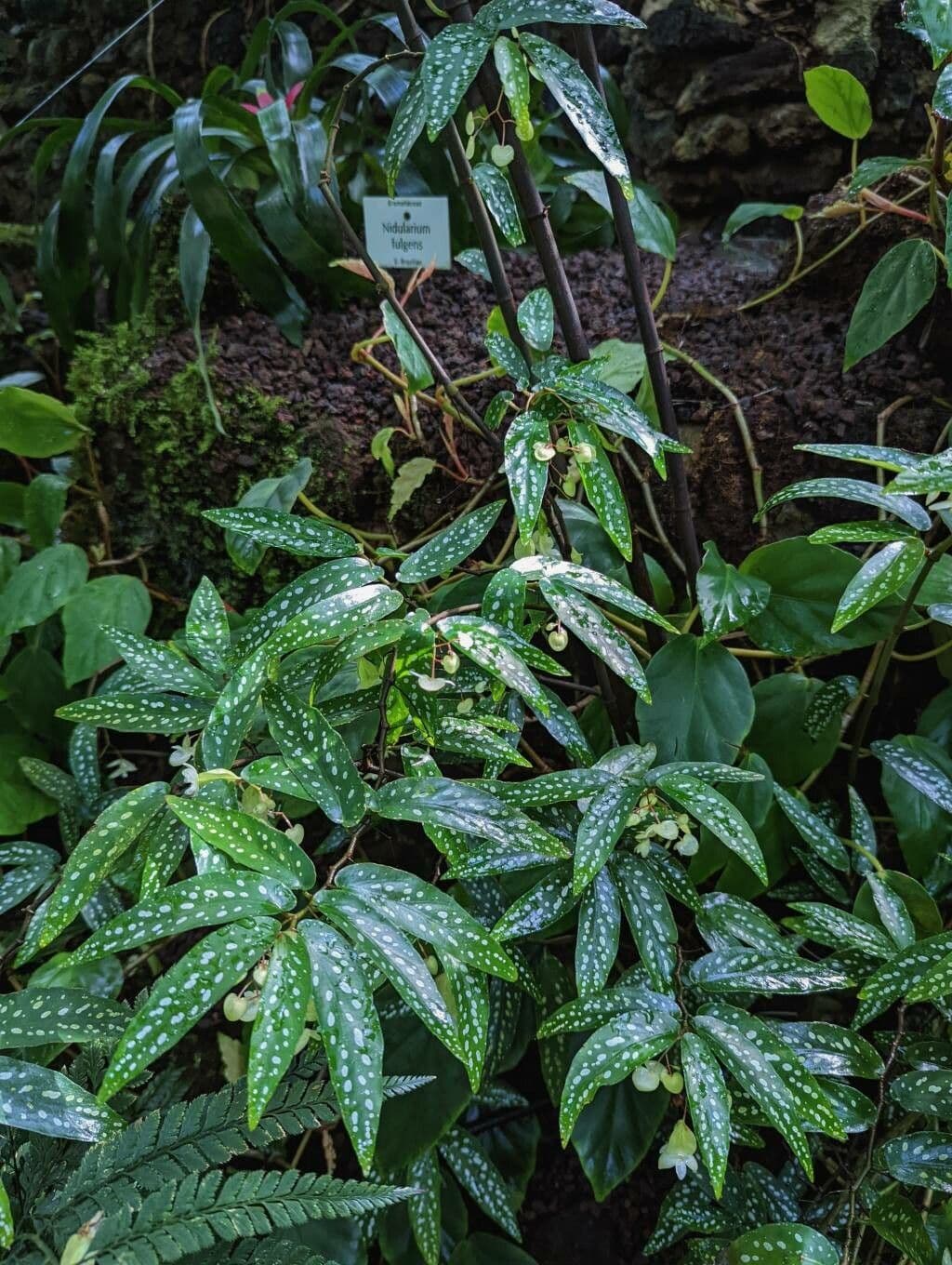 Begonia 'Albo Picta'