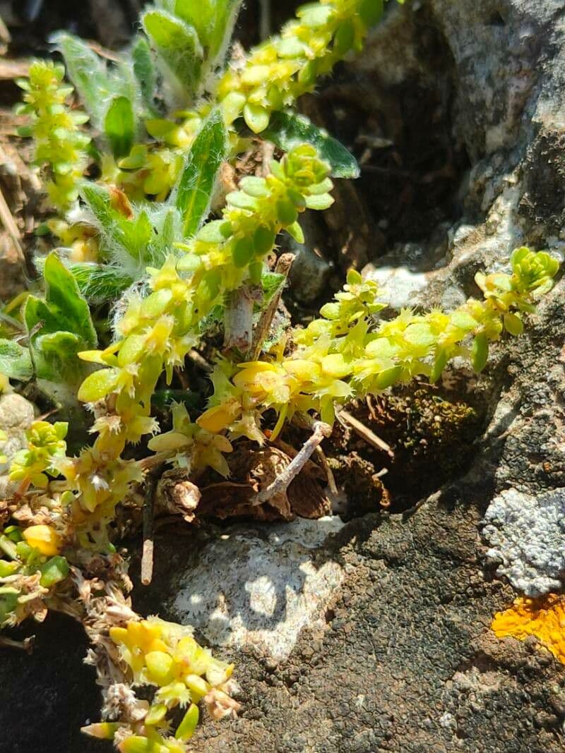 Valantia muralis 7