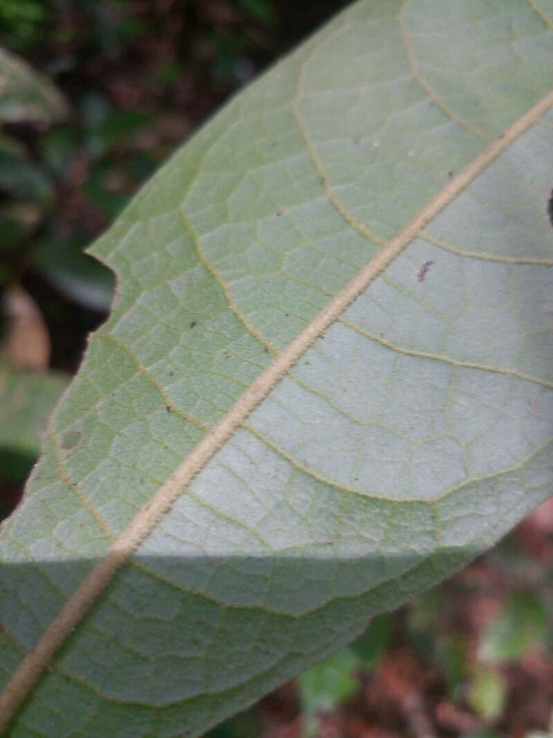 Duguetia 4