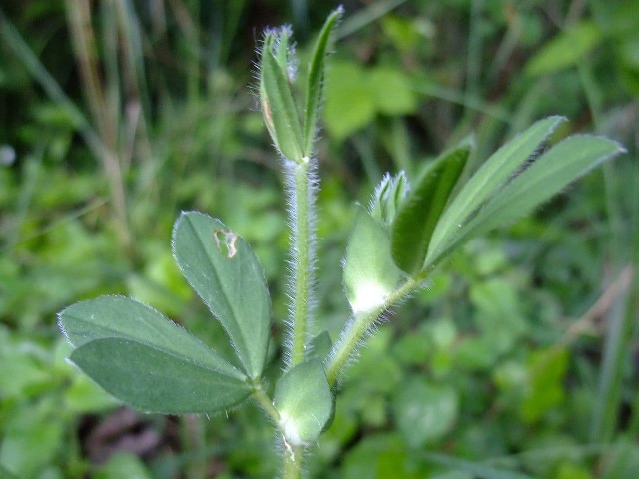 Spargelklee 28