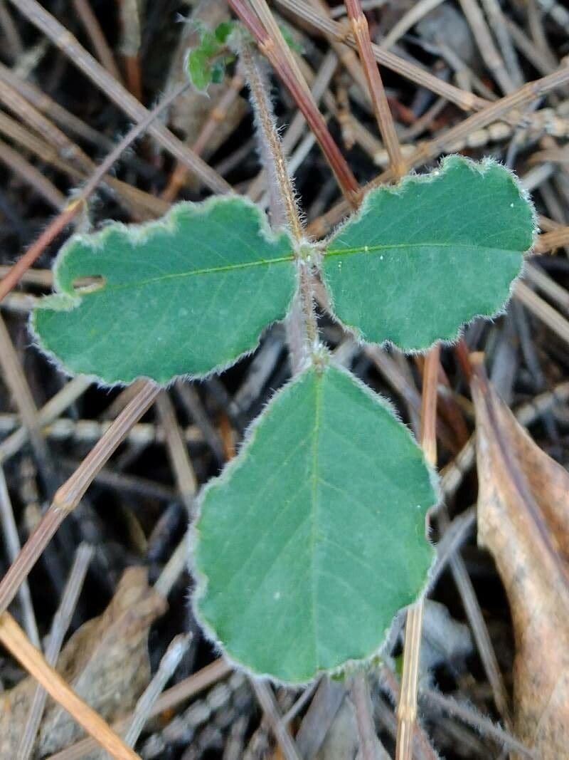 Kennedia prostrata 7