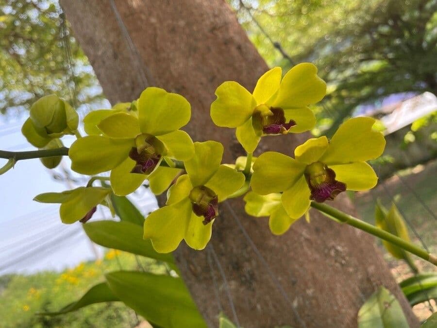 Dendrobium 2