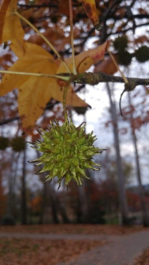 Liquidambar 5