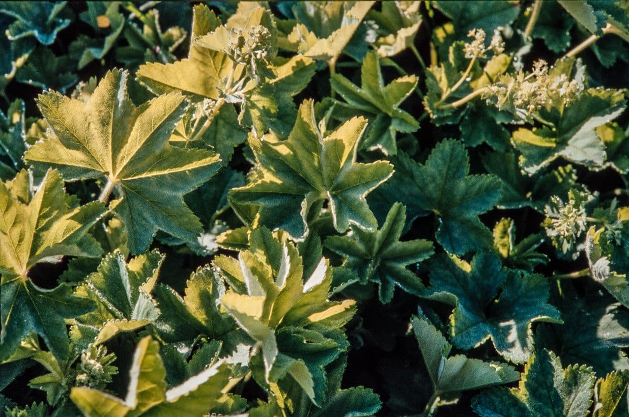 Alchemilla 14