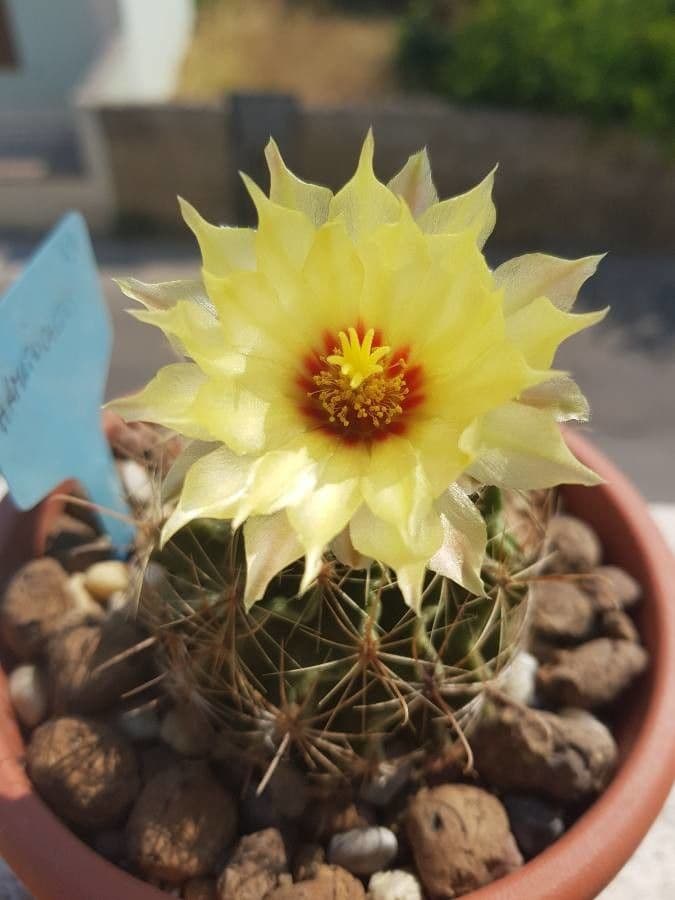 Thelocactus setispinus 2