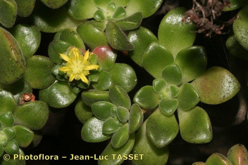 Aeonium lindleyi 8