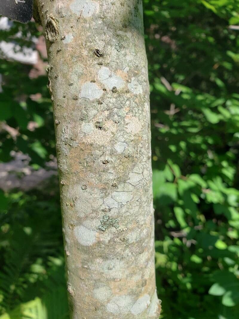 Magnolia à grandes feuilles 24