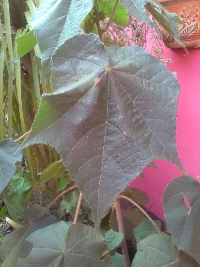 Dombeya 18