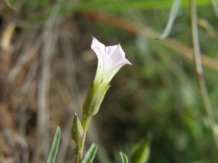 Ipomoea 3