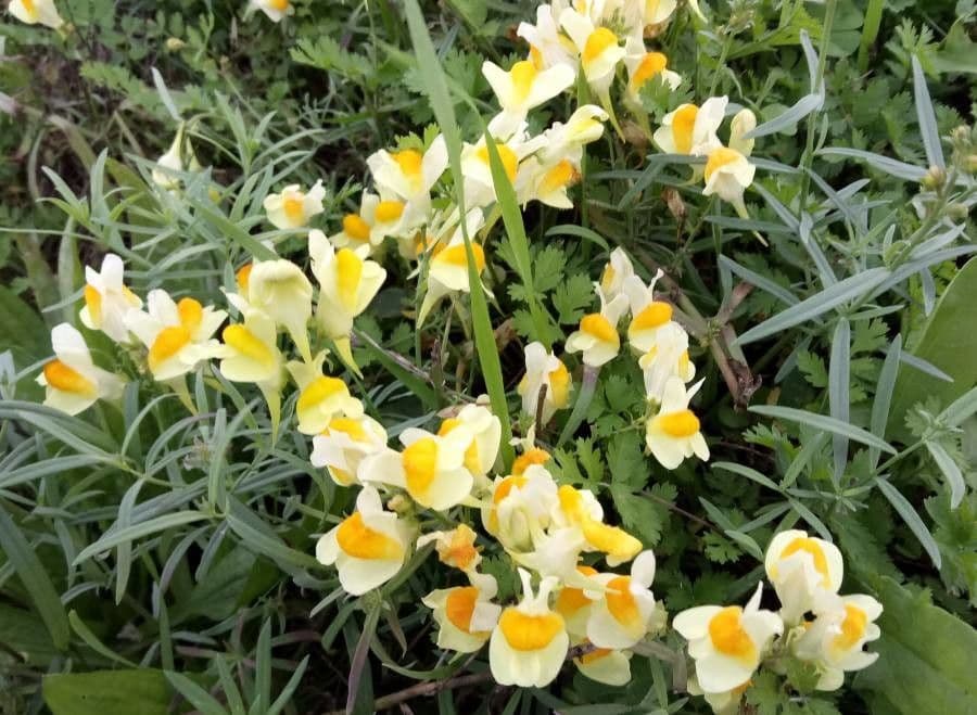 Linaria comune 14