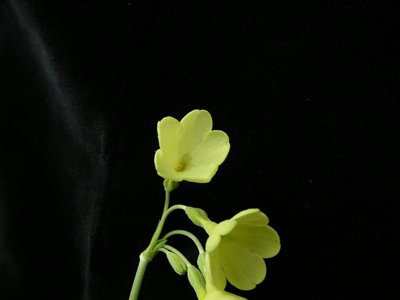 Primula del Sikkim 8