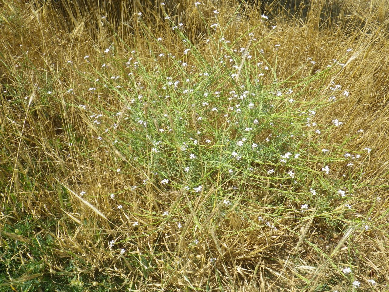 Erucaria 14