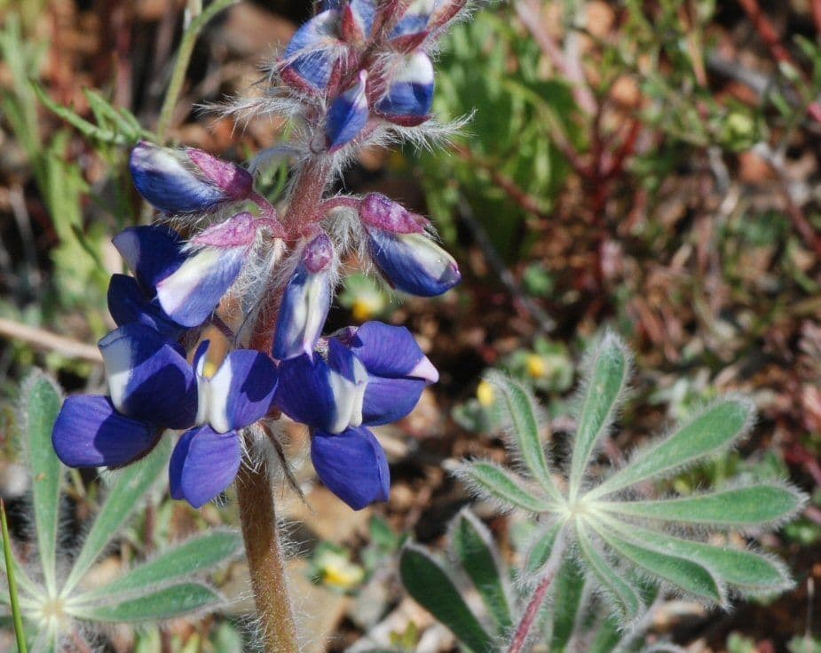 Schau-Lupine 2