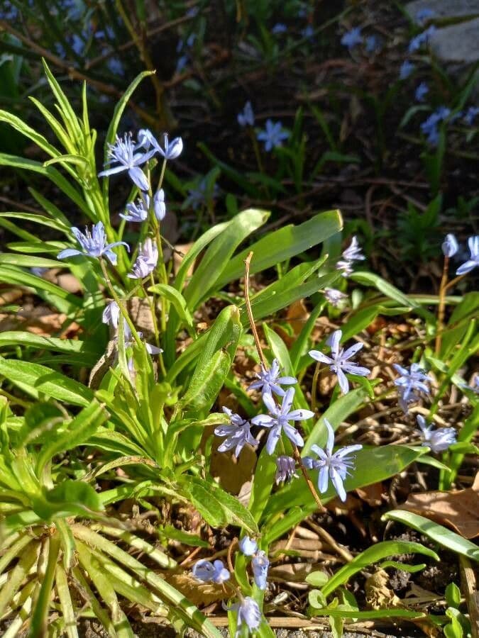 Scilla silvestre 14