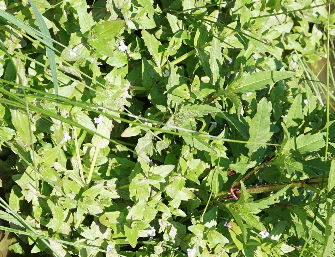 Lindernia 10