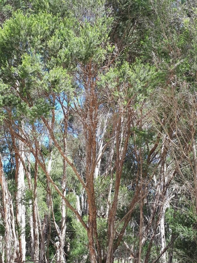 Melaleuca 2