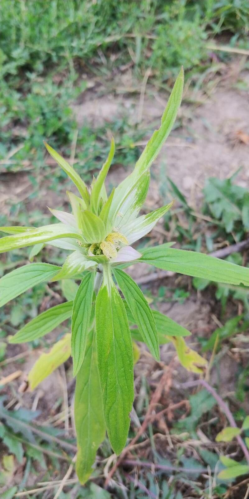 Gefleckte Monarde 14
