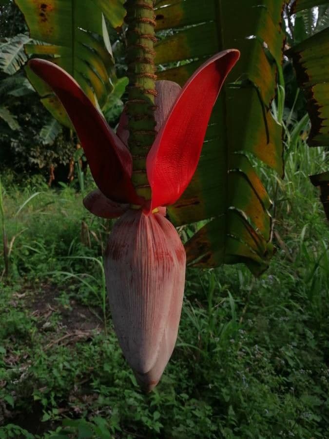 Bananovník“, “ 6