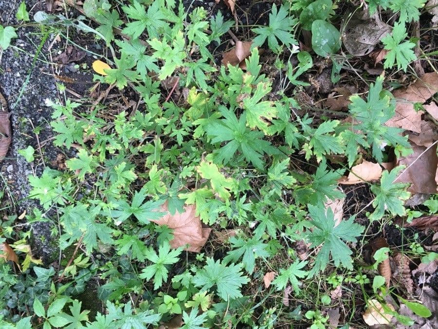 Geranium sibiricum 14
