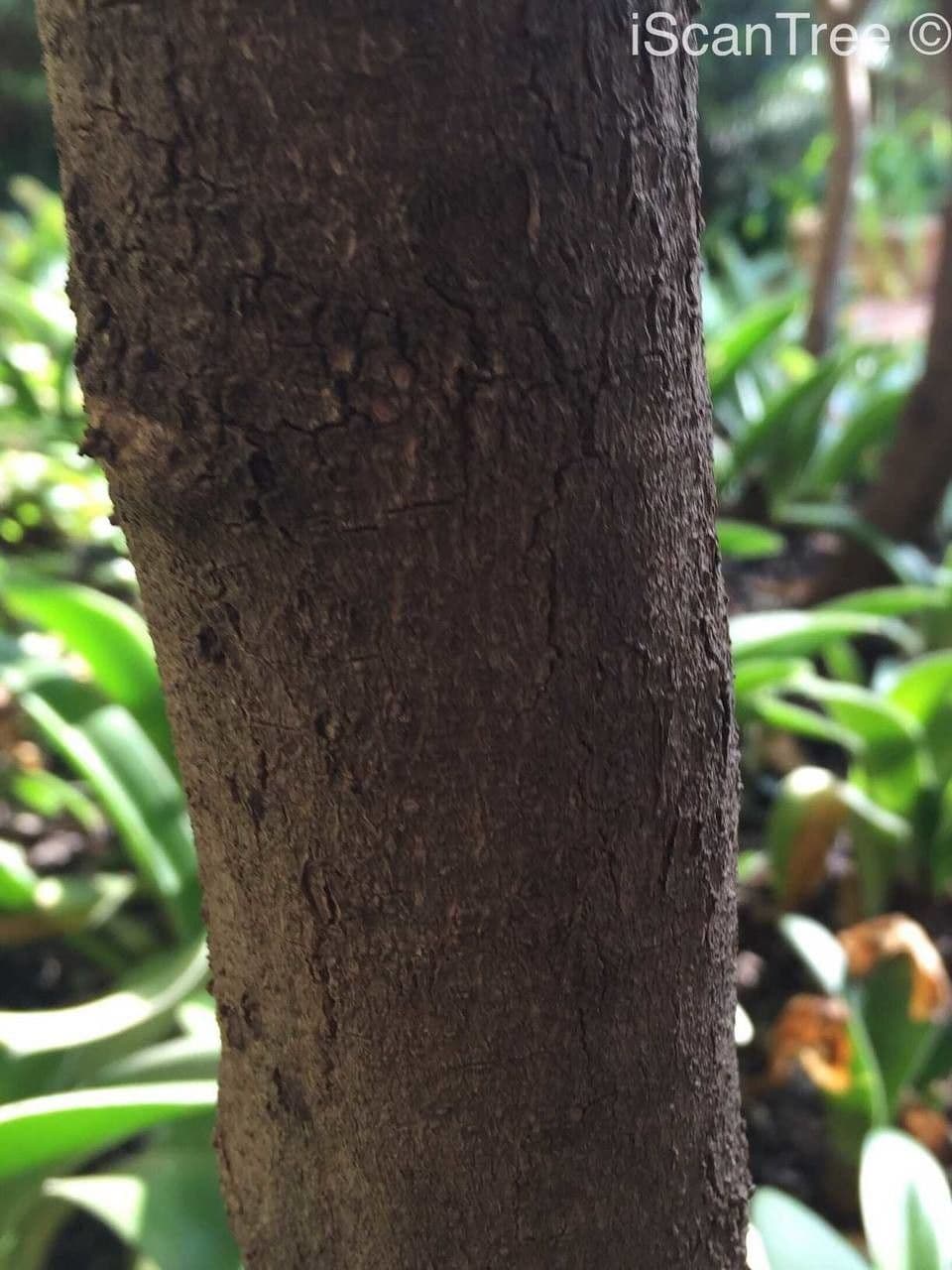 Stechpalmenblättriger Cassinopsis 13