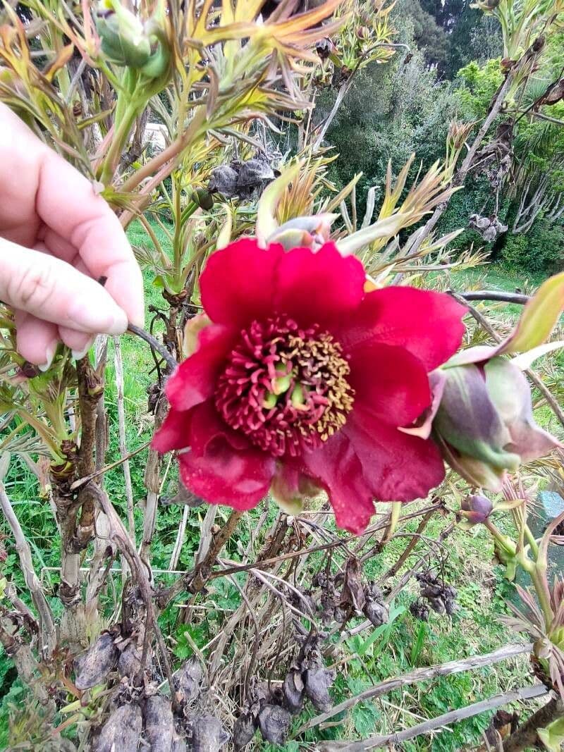 Strauchpfingstrose 9