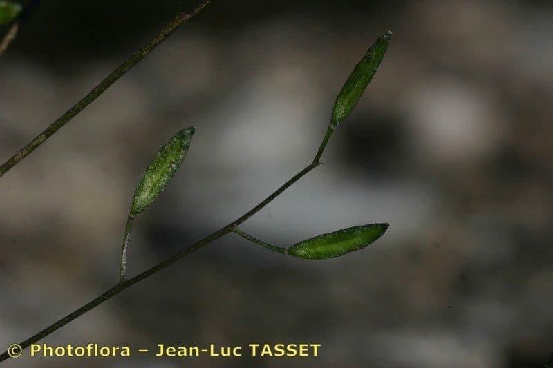 Draba 2