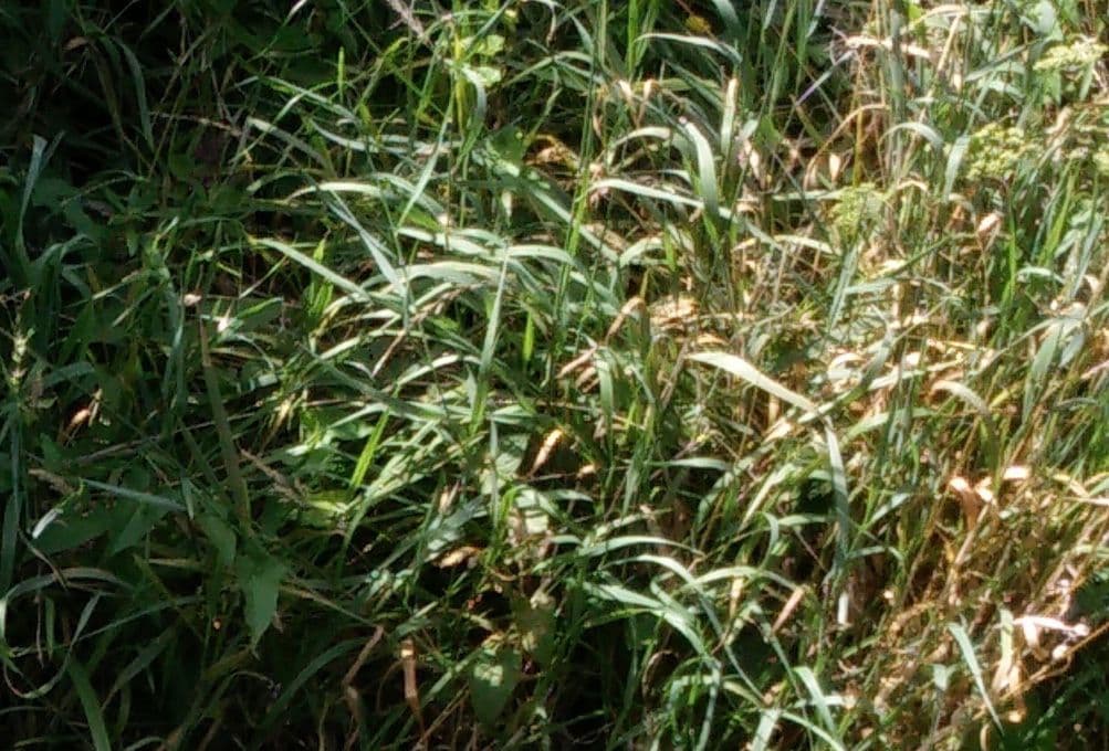 Aufrechte Ehrharta 10