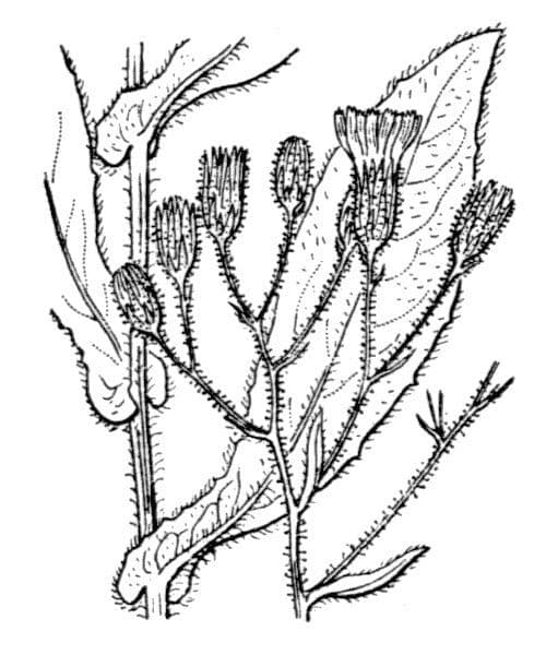 Sparviere 20