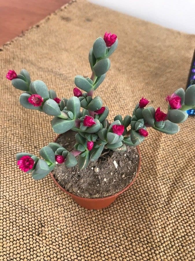 Corpuscularia 5