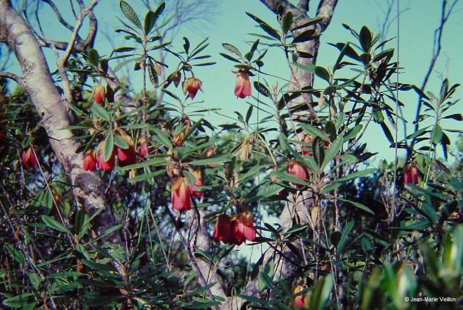 Dubouzetia 9