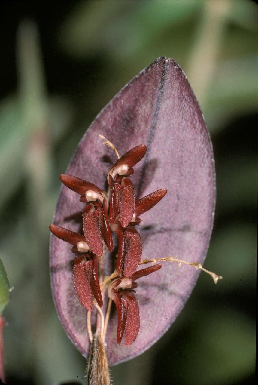 Trichosalpinx 4